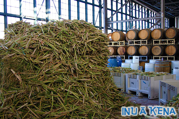 Fresh sugar cane