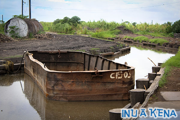 Punts convey cane from field to factory