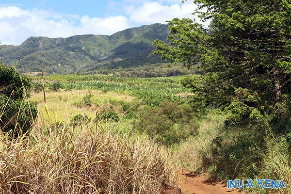 walking-to-the-cane-fields