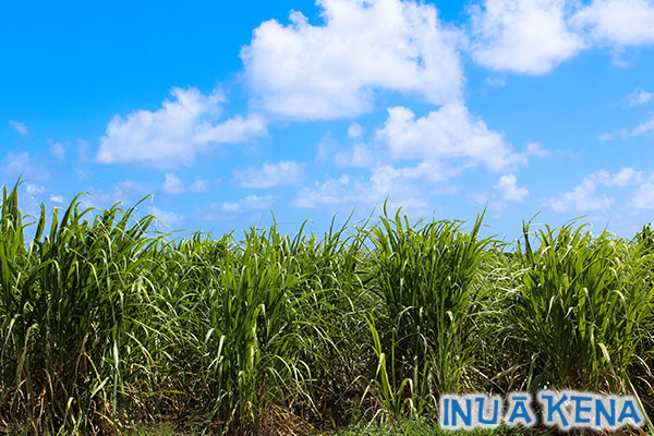Young sugar cane growing at Foursquare Distillery