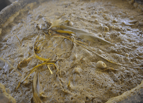 Open fermentation with added vegetal material atop