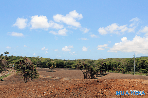 A Cane Co. cane field under development in Grenada, West Indies