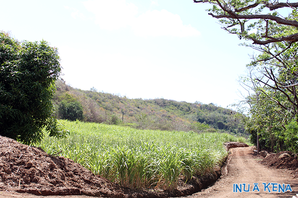A Cane Co sugarcane field on Grenada